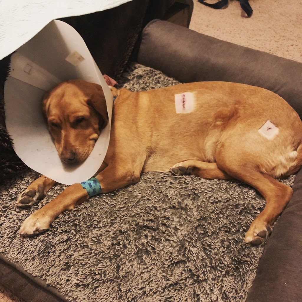 Melrose Veterinary Hospital | 1680 S Melrose Dr #104, Vista, CA 92081, USA | Phone: (760) 727-5151