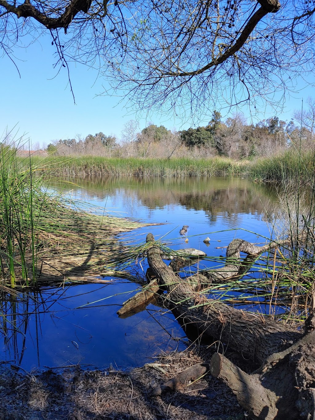 Shipley Nature Center | 17851 Goldenwest St, Huntington Beach, CA 92647, USA | Phone: (714) 842-4772