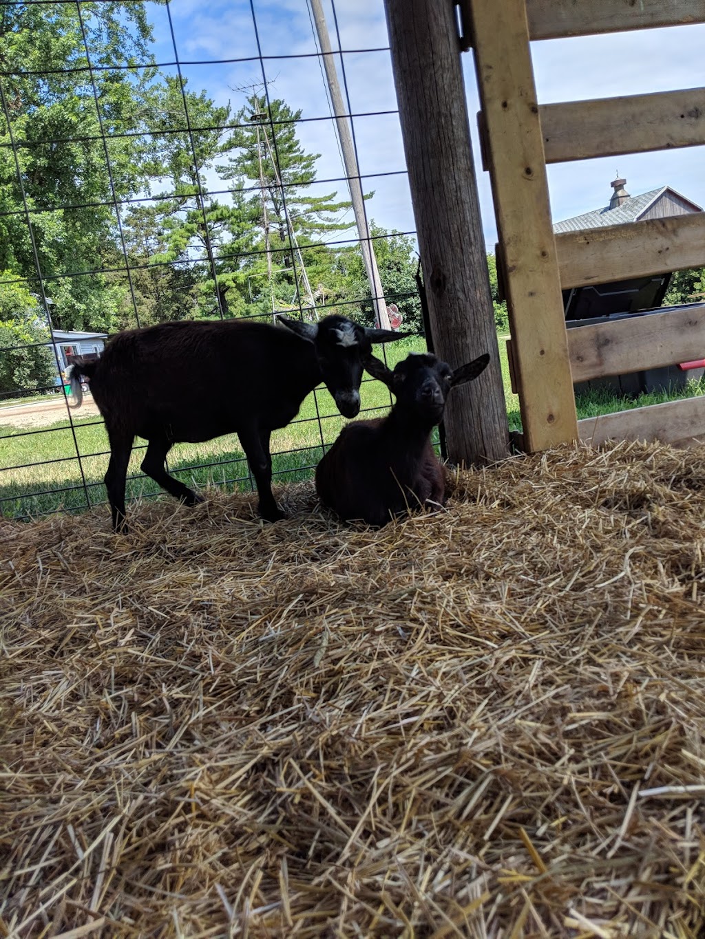 Have Ya Herd Goat Yoga & Corn Maze | 517 County Rd Ss, Roberts, WI 54023, USA | Phone: (612) 816-0722