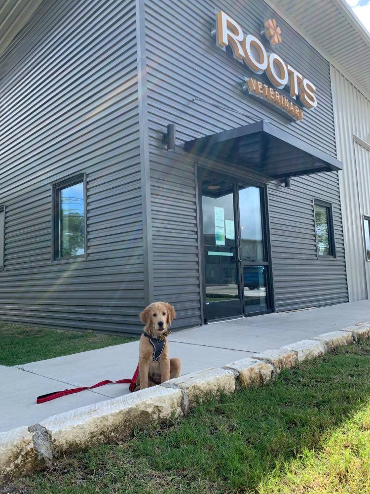 Roots Integrative Veterinary Care | 7601 S Congress Ave Building 2, Austin, TX 78745, USA | Phone: (512) 717-8696