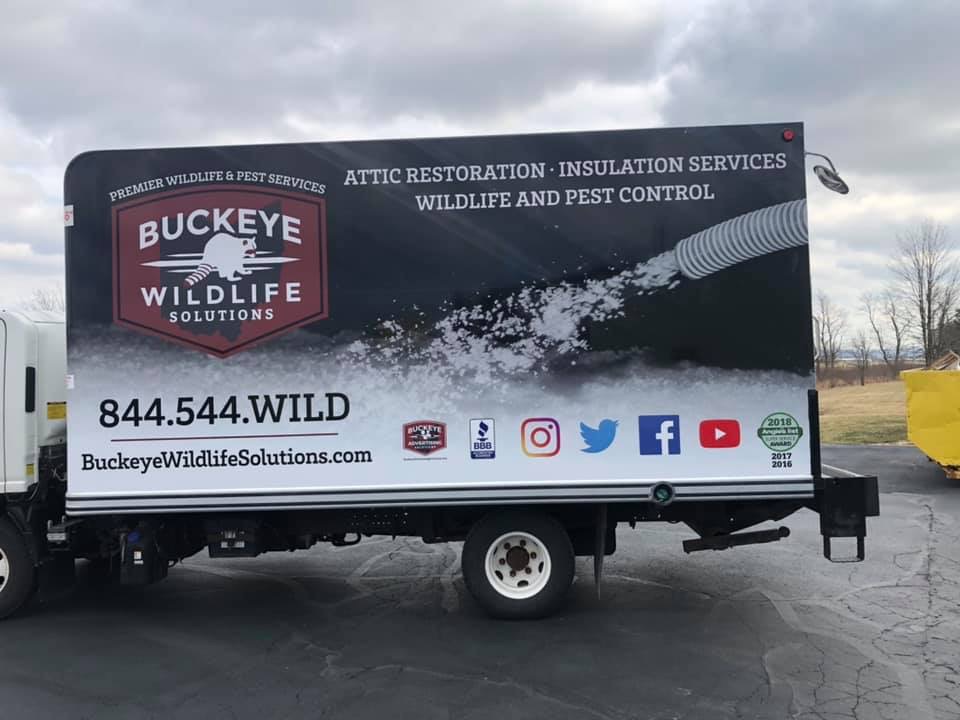 Buckeye Wildlife Solutions | 19 Gruber St, Delaware, OH 43015, USA | Phone: (419) 982-5502