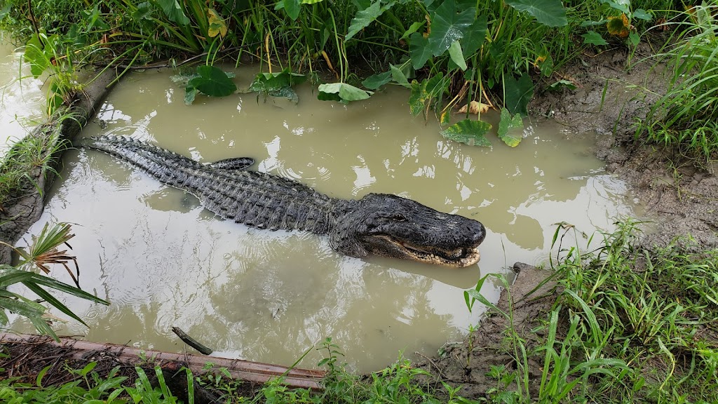 Zams Swamp Tour | 141 Kraemer Bayou Rd, Thibodaux, LA 70301, USA | Phone: (985) 633-7881