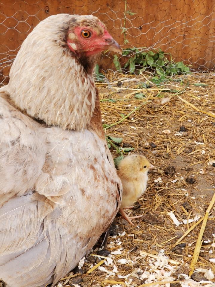 Corvus Farm - Regenerative Farming from Pescadero, California | 1701 Cabrillo Hwy, Pescadero, CA 94060, USA | Phone: (408) 402-1942