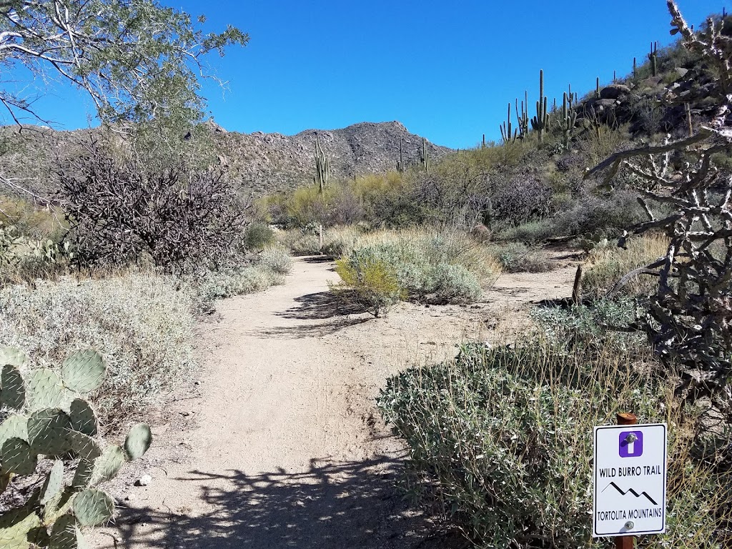 Wild Burro Trailhead | 14810 N Secret Springs Dr, Marana, AZ 85658, USA | Phone: (520) 382-1950