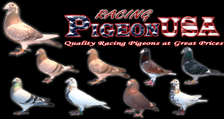 PigeonUSA | 1266 County Rd N, Roberts, WI 54023, USA | Phone: (715) 410-0185