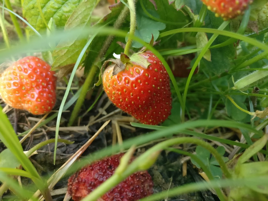 Gallmeyer Farms The Berry Patch | 3622 Darbytown Ct, Richmond, VA 23231, USA | Phone: (804) 795-9979