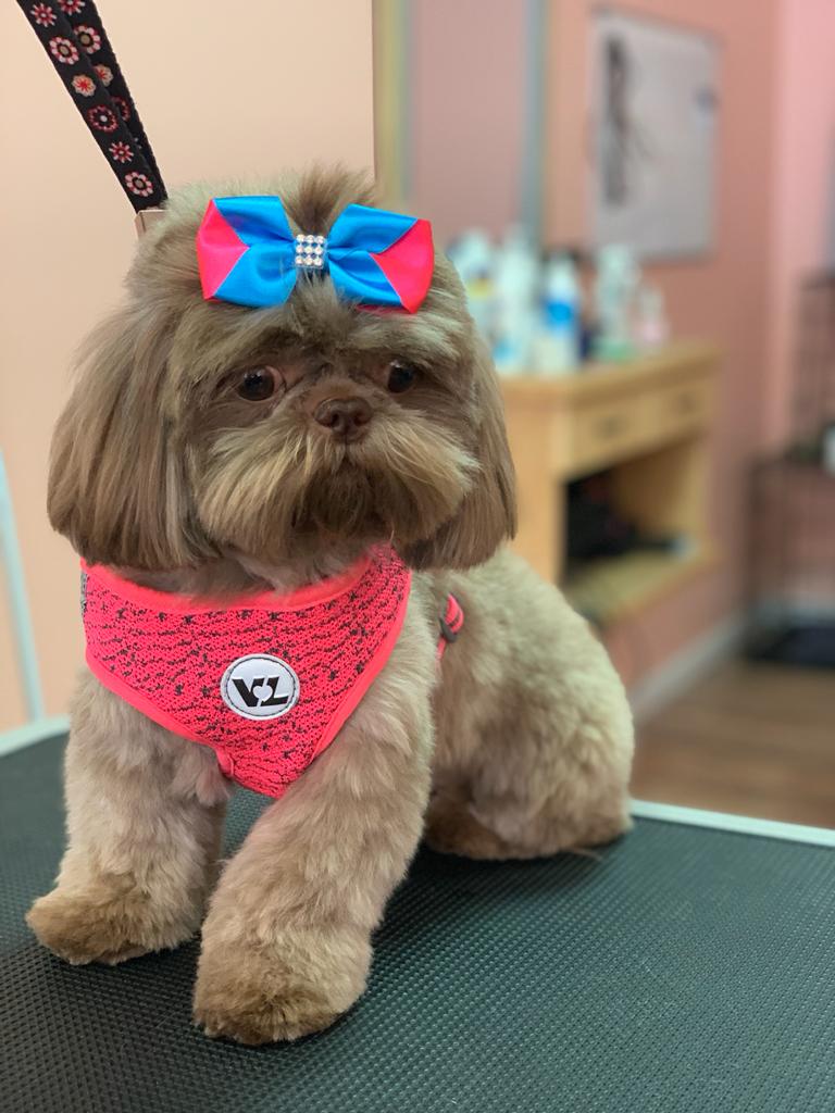 Pawfection grooming spa | Jackson St #41, South River, NJ 08882, USA | Phone: (732) 210-4544