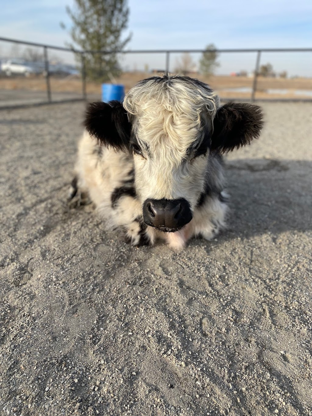 Lil Buckaroos Petting Zoo | 4738 Co Rd 5, Erie, CO 80516, USA | Phone: (303) 870-5106