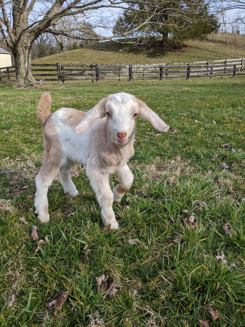 Til the Rooster Crows Ranch | 7030 Liberty Rd, Bradfordsville, KY 40009, USA | Phone: (516) 241-7960