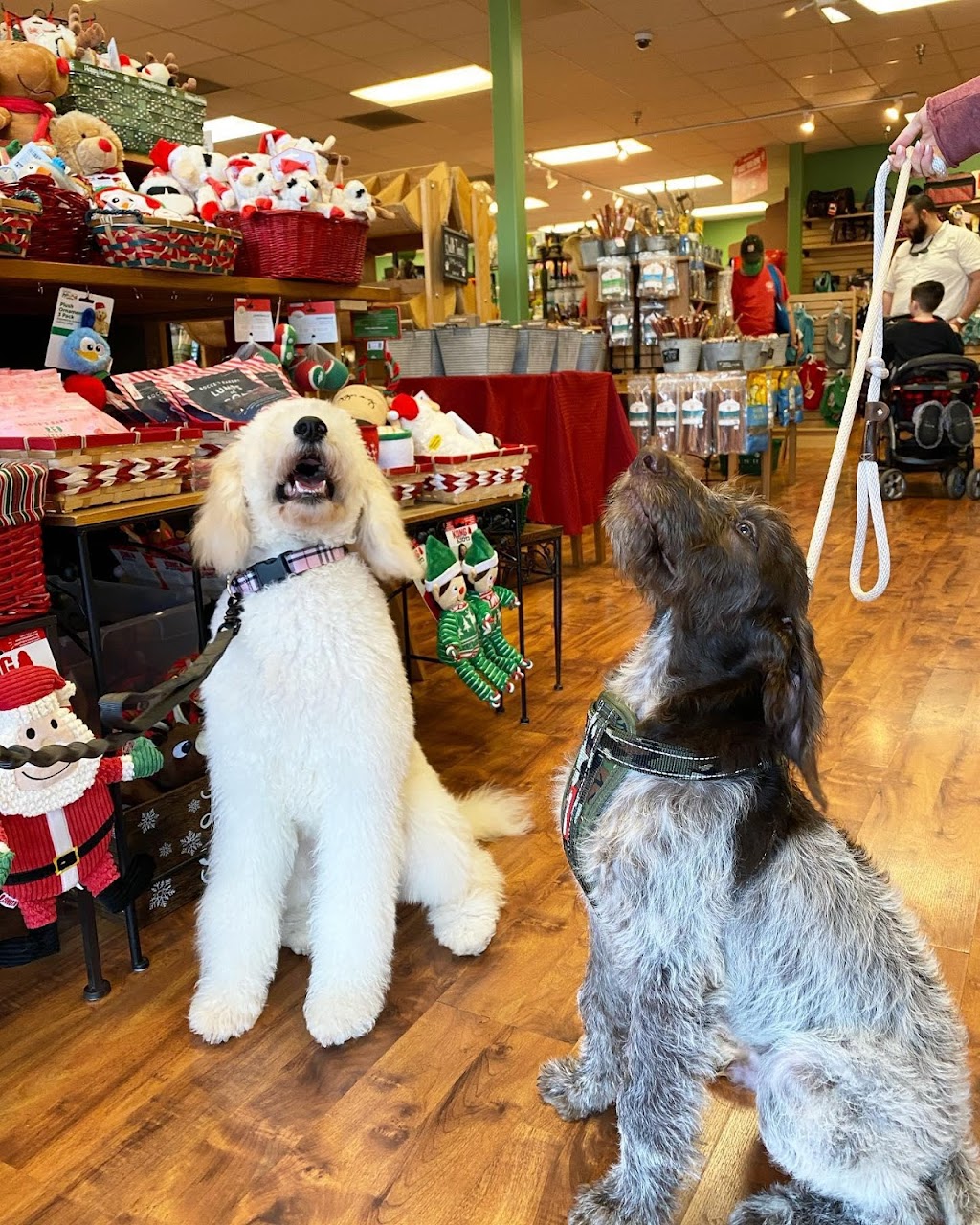 Top Dogs Pet Boutique | 6175 Hickory Flat Hwy #120, Canton, GA 30115, USA | Phone: (770) 704-0381