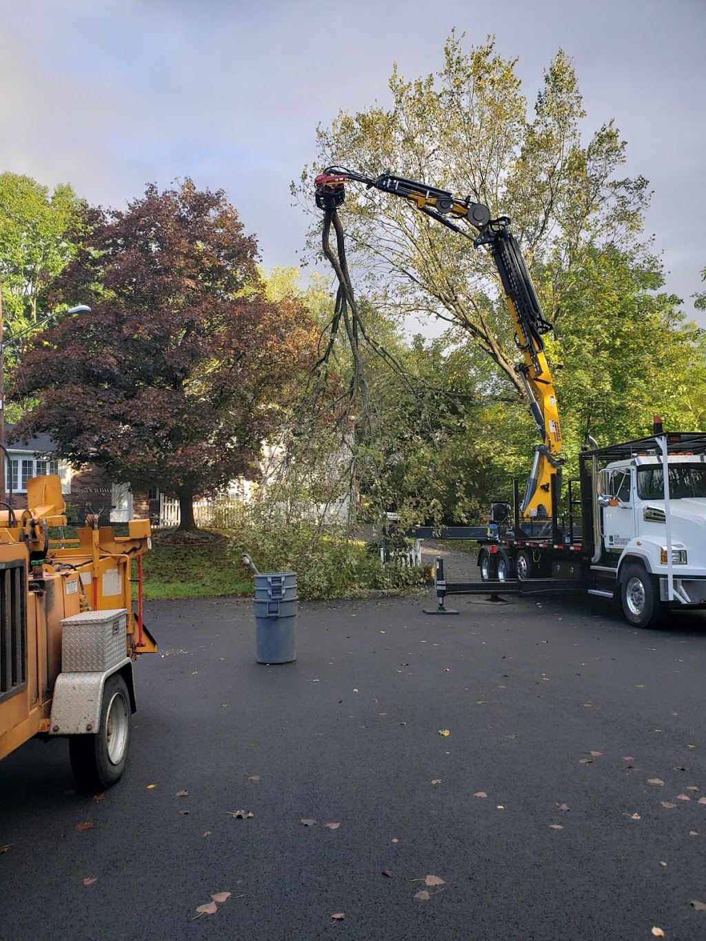 Clear Choice Tree Service | 1525 Crescent Rd Suite 1, Clifton Park, NY 12065, USA | Phone: (518) 470-6705