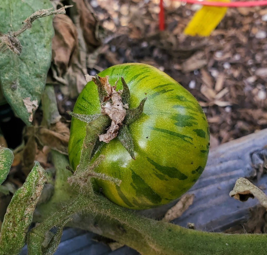 Seal Beach Community Garden | Seal Beach, CA 90740, USA | Phone: (562) 431-2527