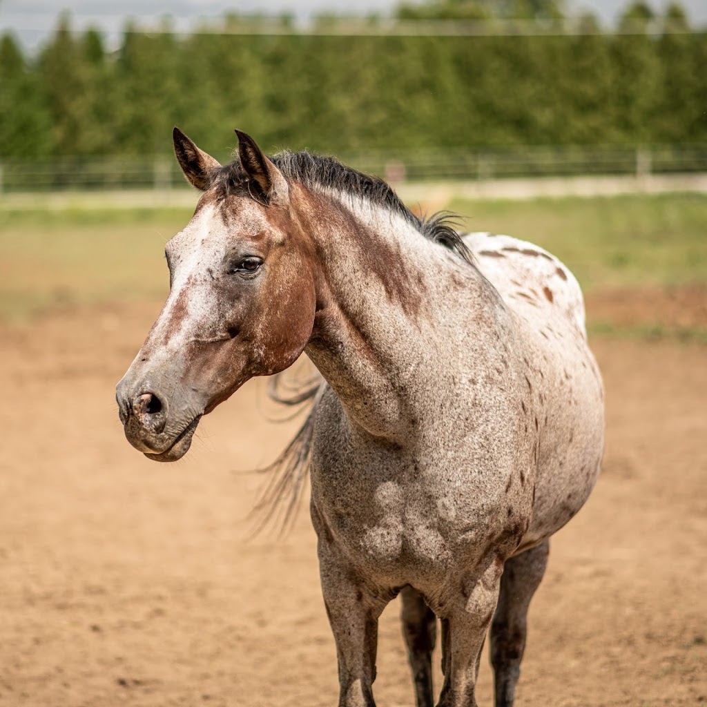 The Secret Ranch | 1376 Township Rd 229, Van Buren, OH 45889, USA | Phone: (267) 500-5225