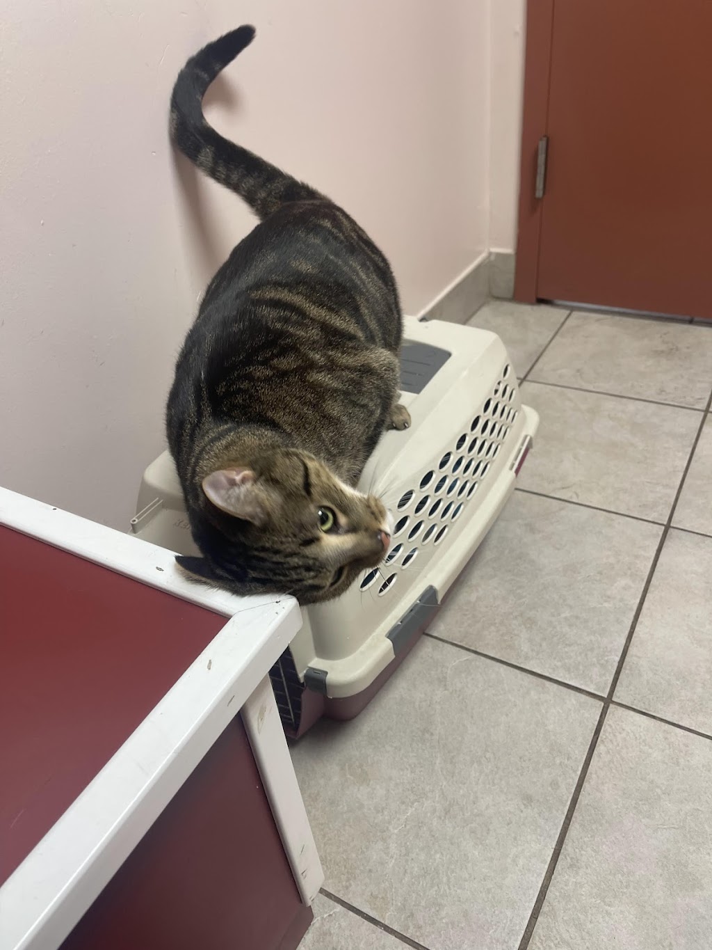 A W Animal Hospital | 24189 Chernick St, Taylor, MI 48180, USA | Phone: (313) 295-2270