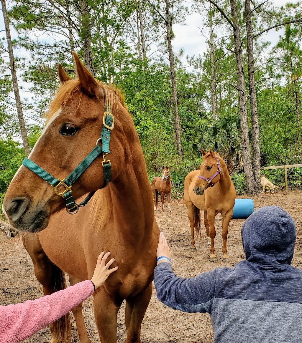 Transitions Equine Services, Llc | 12946 Grover Rd, Jacksonville, FL 32226 | Phone: (904) 707-3113