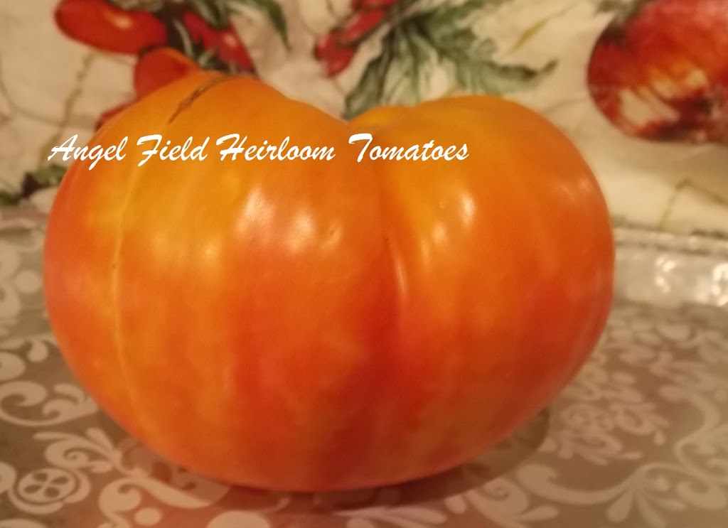 Angel Field Heirloom Tomatoes | 312 S Willard Ave, Hampton, VA 23663, USA | Phone: (757) 265-7784