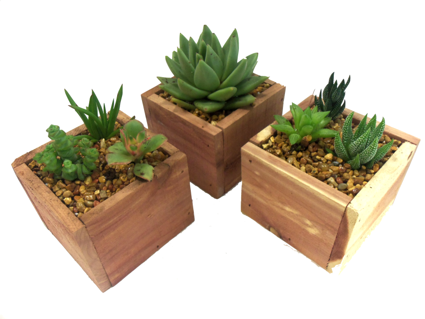 Succulent Garden Gifts | 816 Main St, Milford, OH 45150, USA | Phone: (513) 781-4774