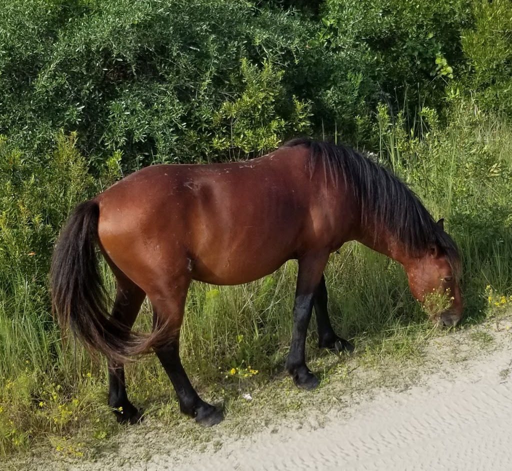 Back Country Safari Horse Tours | Light Town Center, 1159 Austin St, Corolla, NC 27927 | Phone: (252) 453-0877