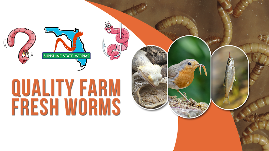 Sunshine State Worms | 11411 Citrus Way #2, Brooksville, FL 34601, USA | Phone: (727) 207-6753