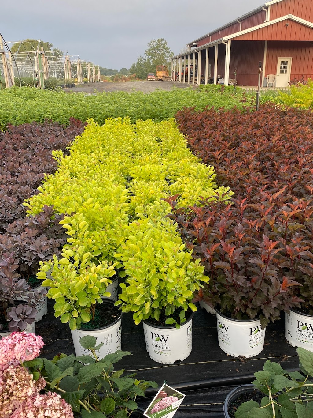 Maple Lane Nursery | 3025 US-9, Valatie, NY 12184, USA | Phone: (518) 758-7677