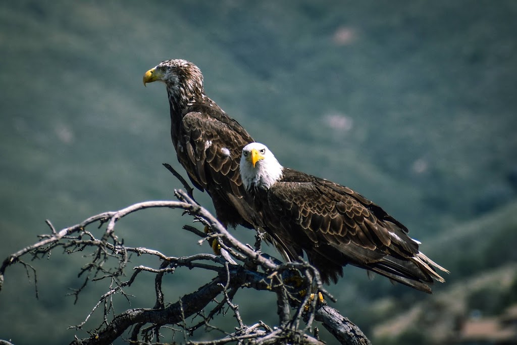 Santa Ysabel Nature Center | 22135 CA-79, Santa Ysabel, CA 92070 | Phone: (760) 765-4098