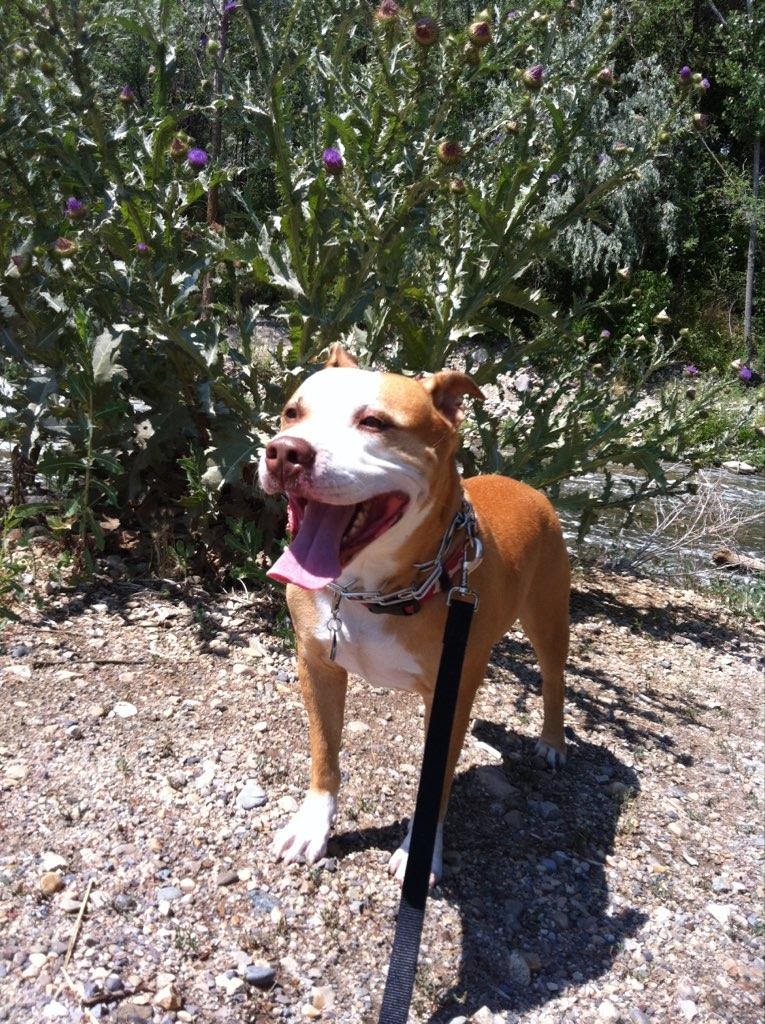 Daisy Mountain Veterinary Hospital | 39512 W Daisy Mountain Dr #178, Anthem, AZ 85086, USA | Phone: (623) 551-8387