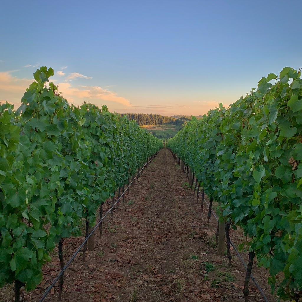 Vivid Vineyards | 9140 SE Hillview Dr, Amity, OR 97101 | Phone: (503) 435-8263