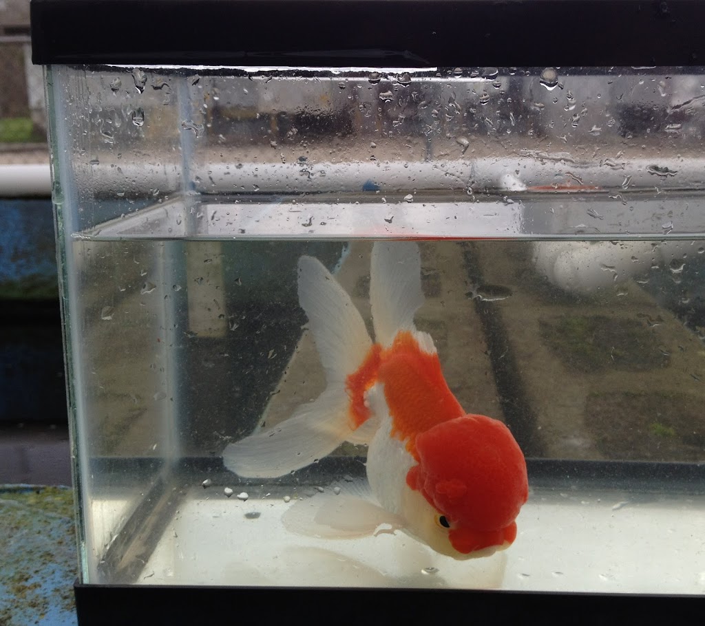 Ornamental Pond Fish, Inc. | 301 Thorn Rd, Port Allen, LA 70767, USA | Phone: (225) 343-4002