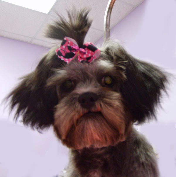 A Styled Pooch | 350 George W Liles Pkwy, Store #10, Concord, NC 28027, USA | Phone: (704) 785-9033
