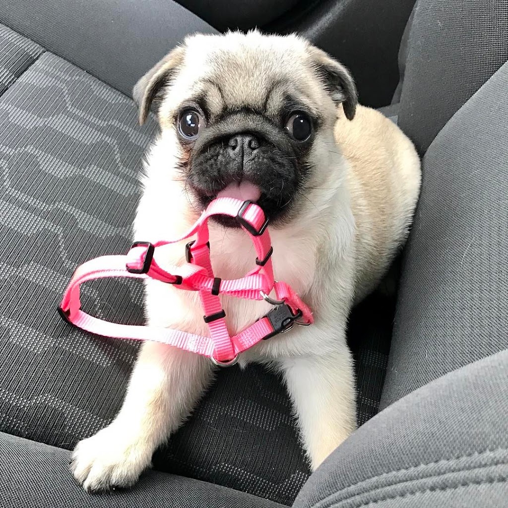 Adorable Pug Puppies For Adoption | 1441 Congress Lake Rd, Mogadore, OH 44260, USA | Phone: (682) 302-0715