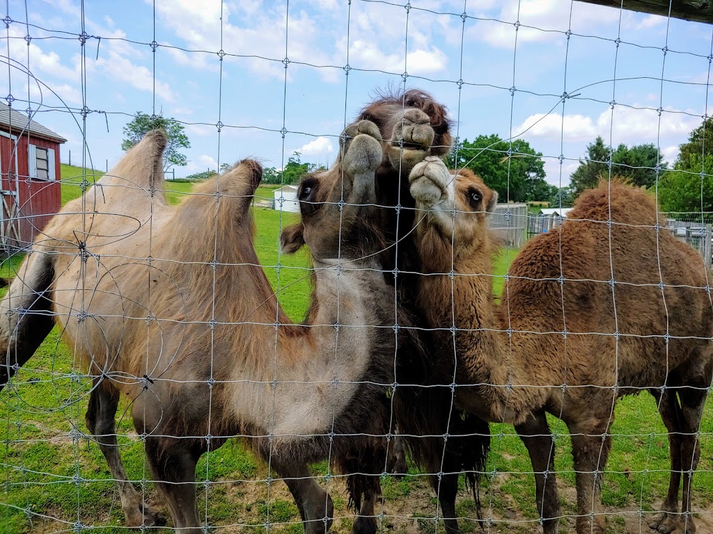 Critter Country Animal Farm | 914 PA-981, Smithton, PA 15479, USA | Phone: (724) 872-5988