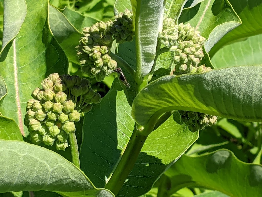 Mentor Marsh Nature Center | 5185 Corduroy Rd, Mentor, OH 44060, USA | Phone: (440) 257-0777