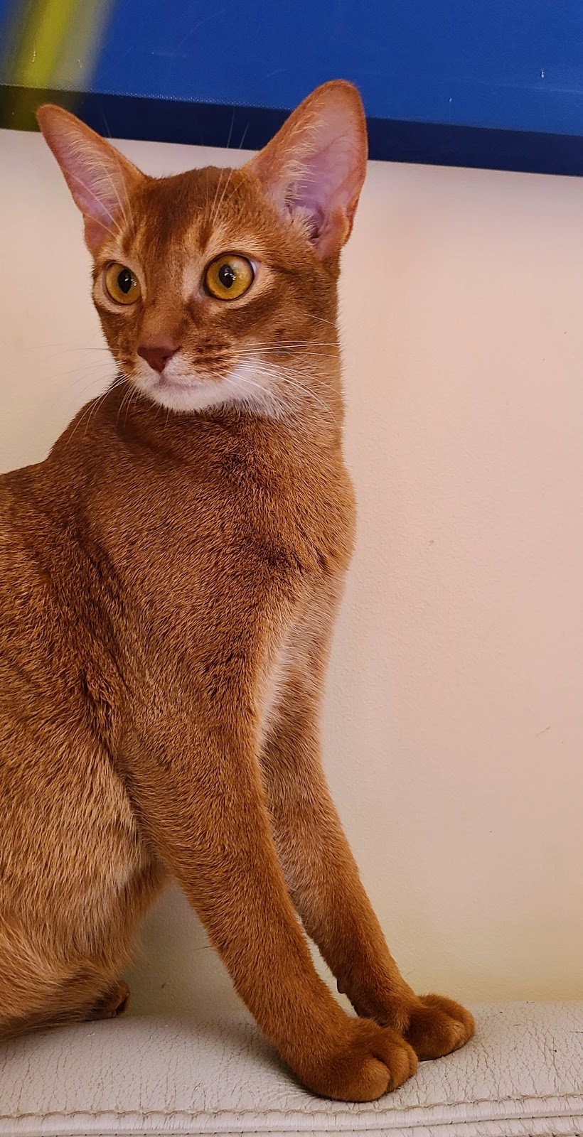 Bimini Bengal & Abyssinian cats kittens cattery | 2721 Haring St, Brooklyn, NY 11235, USA | Phone: (917) 407-8959