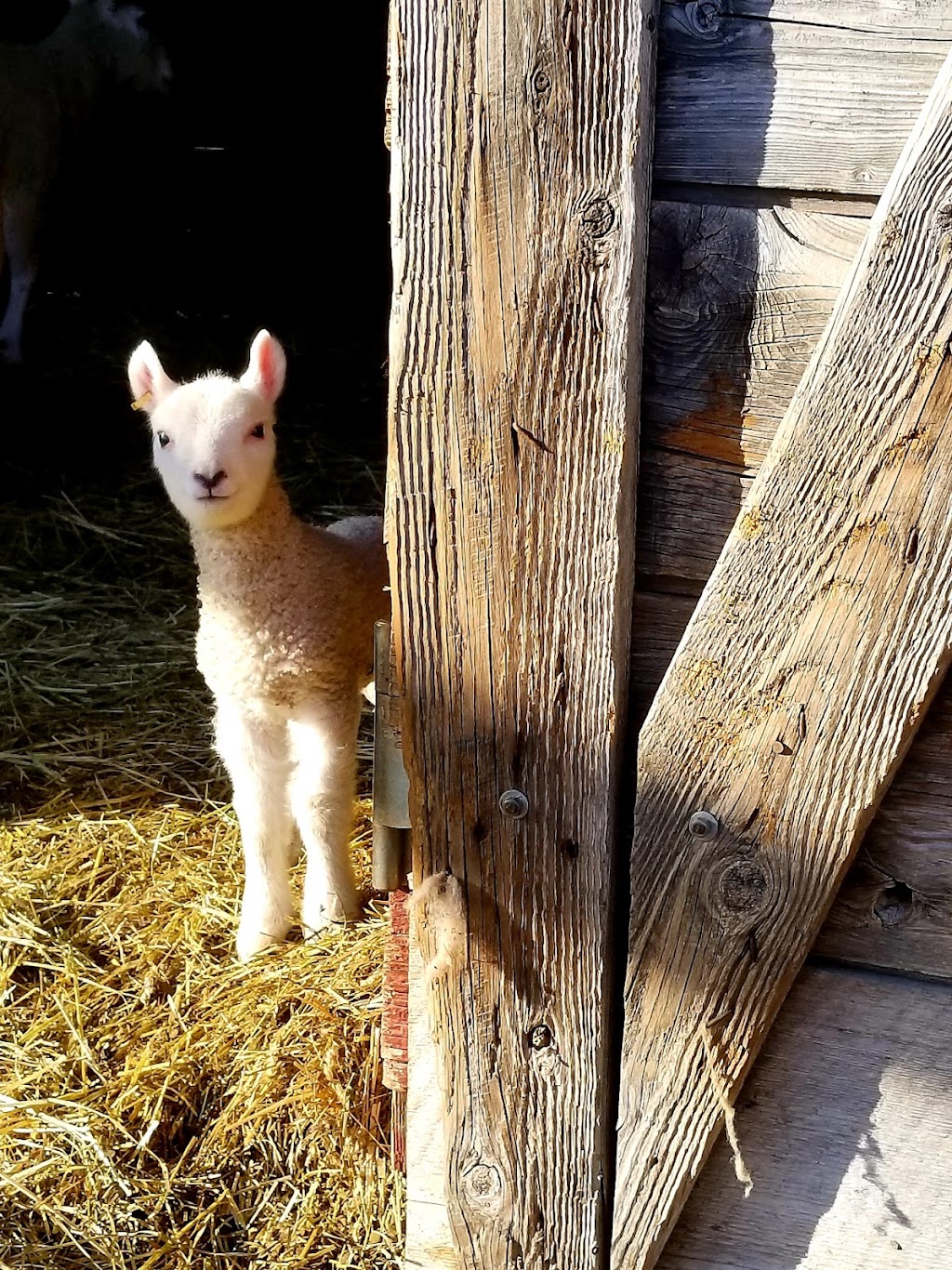 Shepherds Bounty | 5823 Flagler Rd, Nordland, WA 98358, USA | Phone: (360) 531-1273