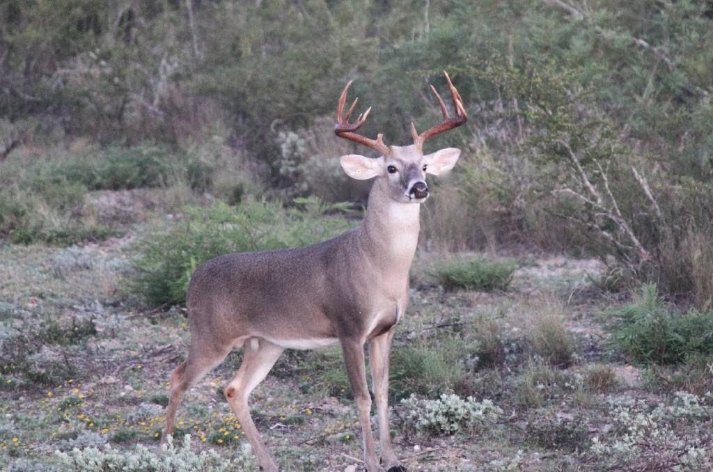 La Leyenda Ranch | Miles Rd, Tilden, TX 78072, USA | Phone: (713) 202-5348