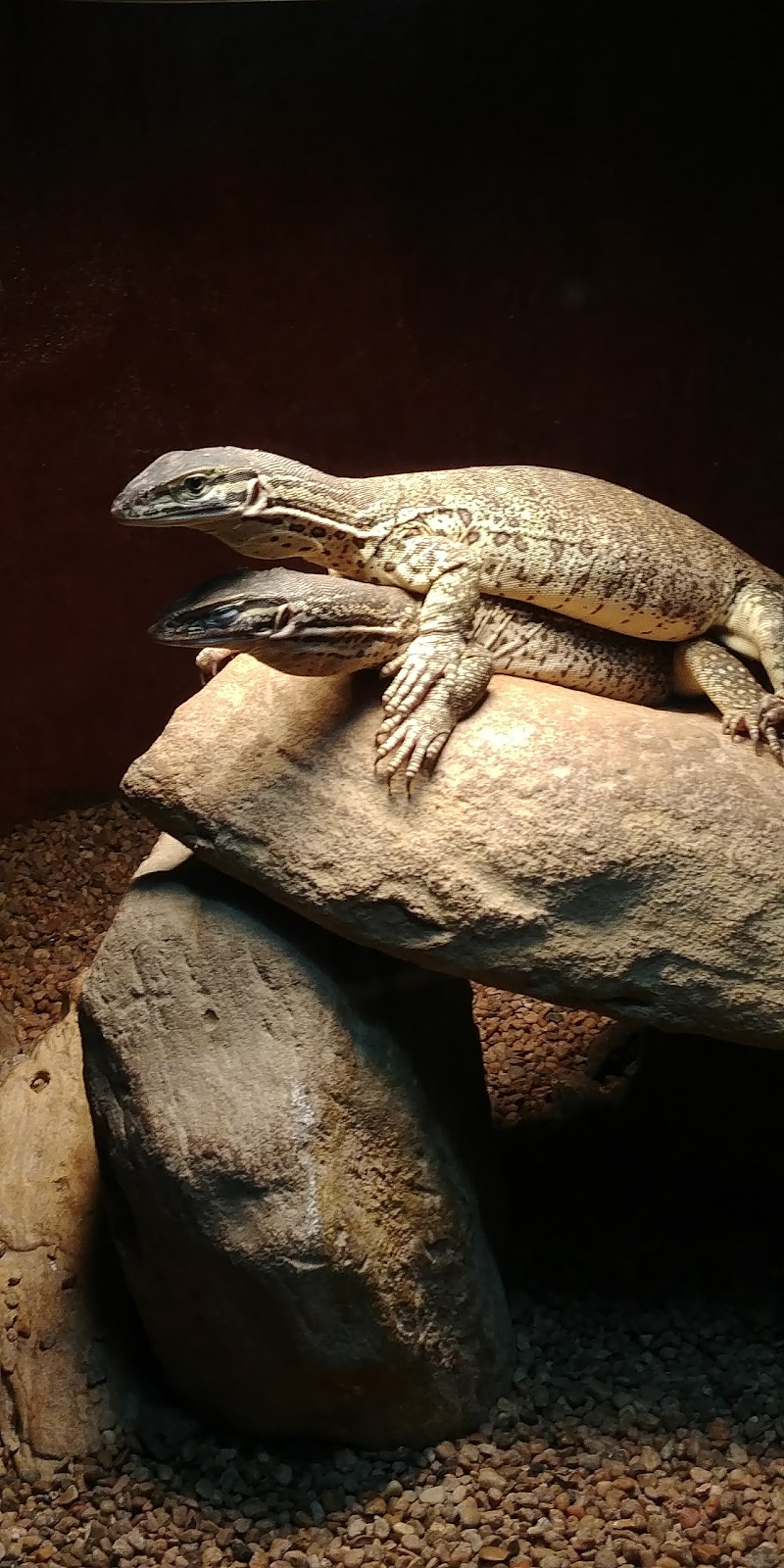 Texas Reptile Zoo | FM 20, Bastrop, TX 78602, USA | Phone: (512) 766-6030