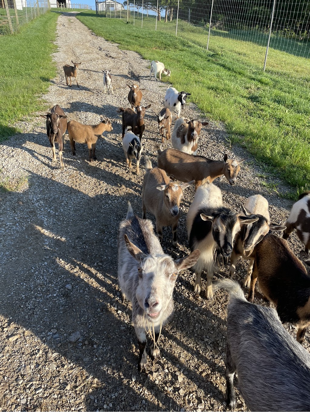 Little crooked creek safari | 1430 Little Crooked Creek Rd, Lawrenceburg, KY 40342, USA | Phone: (502) 445-6501