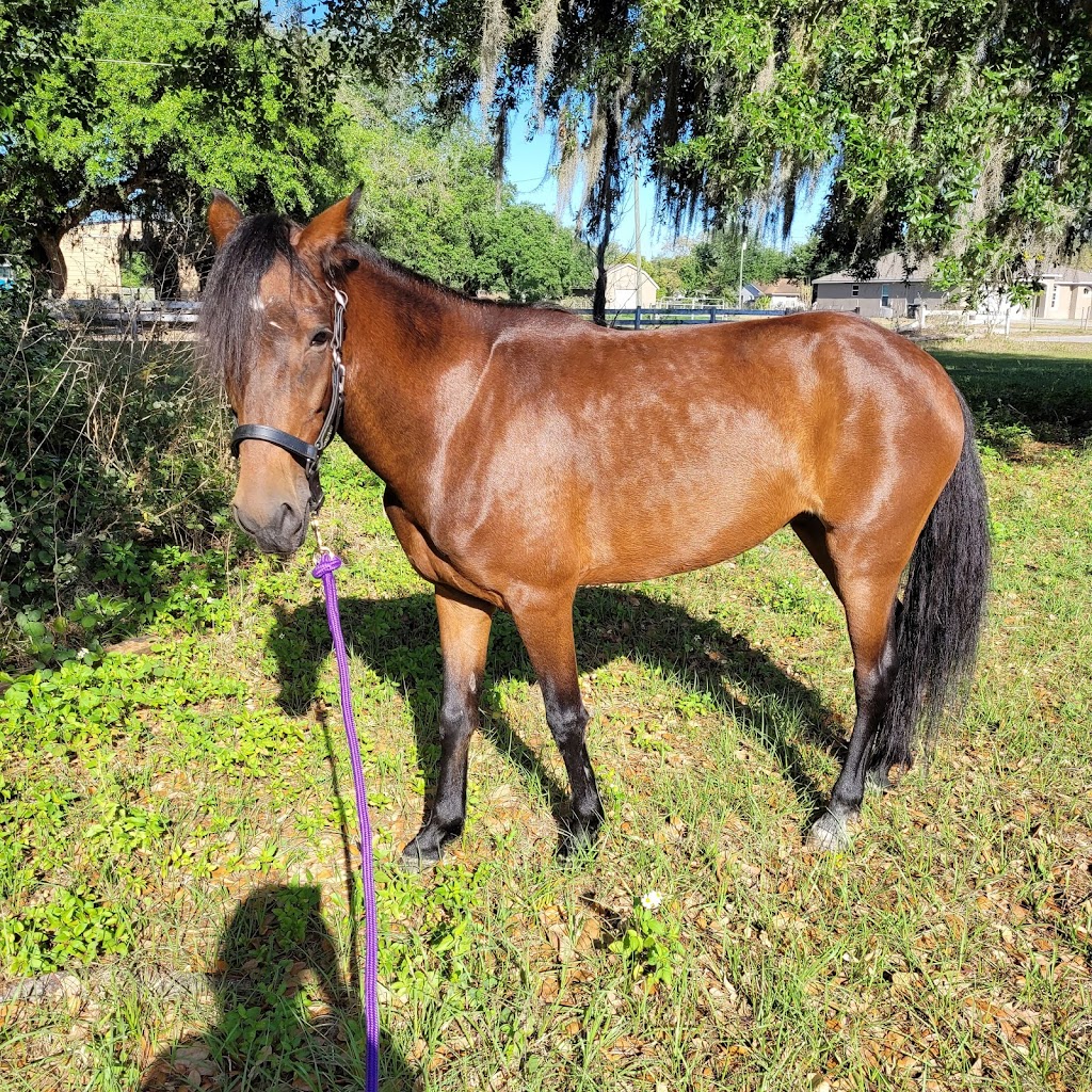 AAA Equestrian | 1800 Gregory Rd, Orlando, FL 32825, USA | Phone: (321) 229-9857