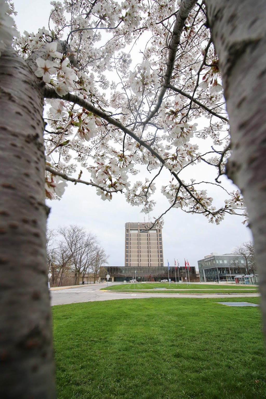 Brock University Library | 1812 Sir Isaac Brock Way, St. Catharines, ON L2S 3A1, Canada | Phone: (905) 688-5550 ext. 4583