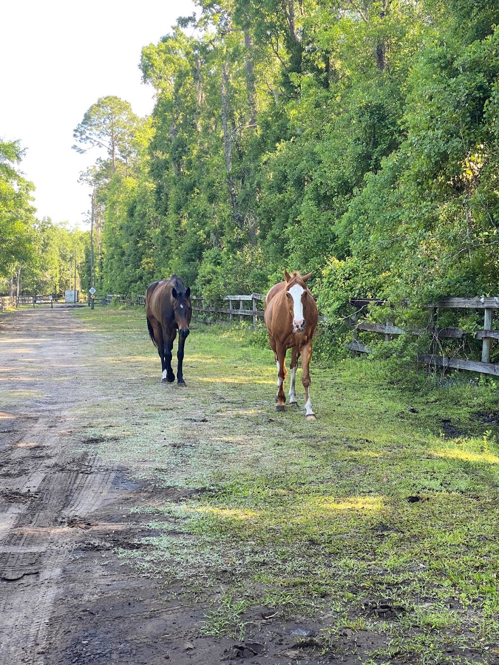 Highland Horse Farm | 5118 Cattail St, Middleburg, FL 32068, USA | Phone: (651) 353-8104