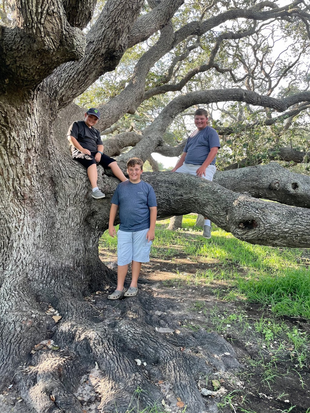 The Big Tree | 1622 12th St, Rockport, TX 78382, USA | Phone: (361) 729-2858