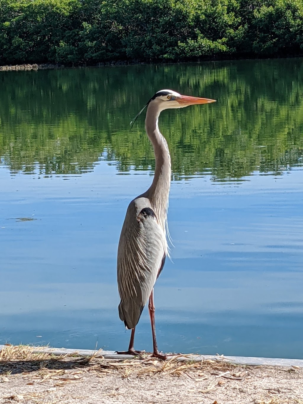 Fort De Soto Park Campground | Fort De Soto Park, 3500 Pinellas Bayway S #2528, Tierra Verde, FL 33715, USA | Phone: (727) 582-2267