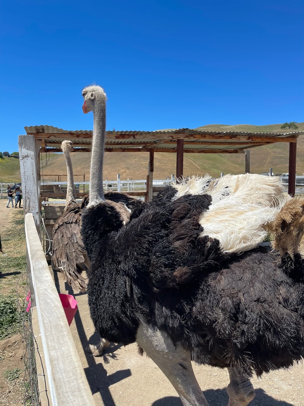 Gilroy Ostrich Farm | 5560 Pacheco Pass Hwy, Gilroy, CA 95020, USA | Phone: (866) 996-7373