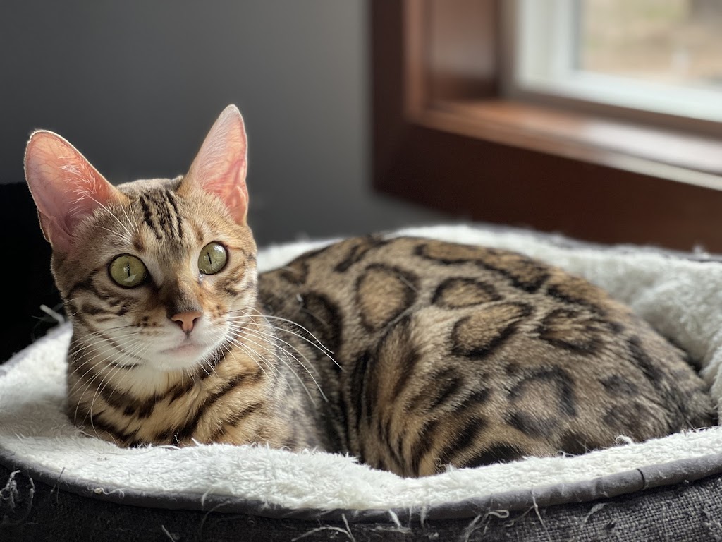 Wilderness Bengal Cats | 3933 161st Ave, Becker, MN 55308, USA | Phone: (612) 360-7147