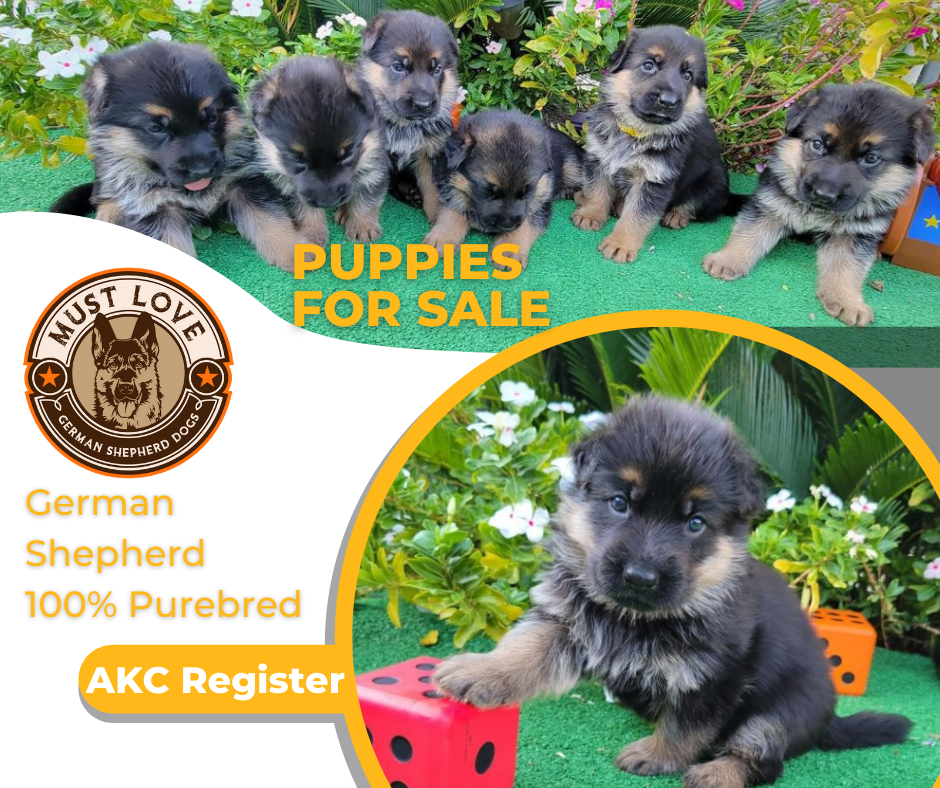 Must Love German Shepherd Dogs | 3705 Valencia Ave N, San Bernardino, CA 92404, USA | Phone: (909) 918-7078