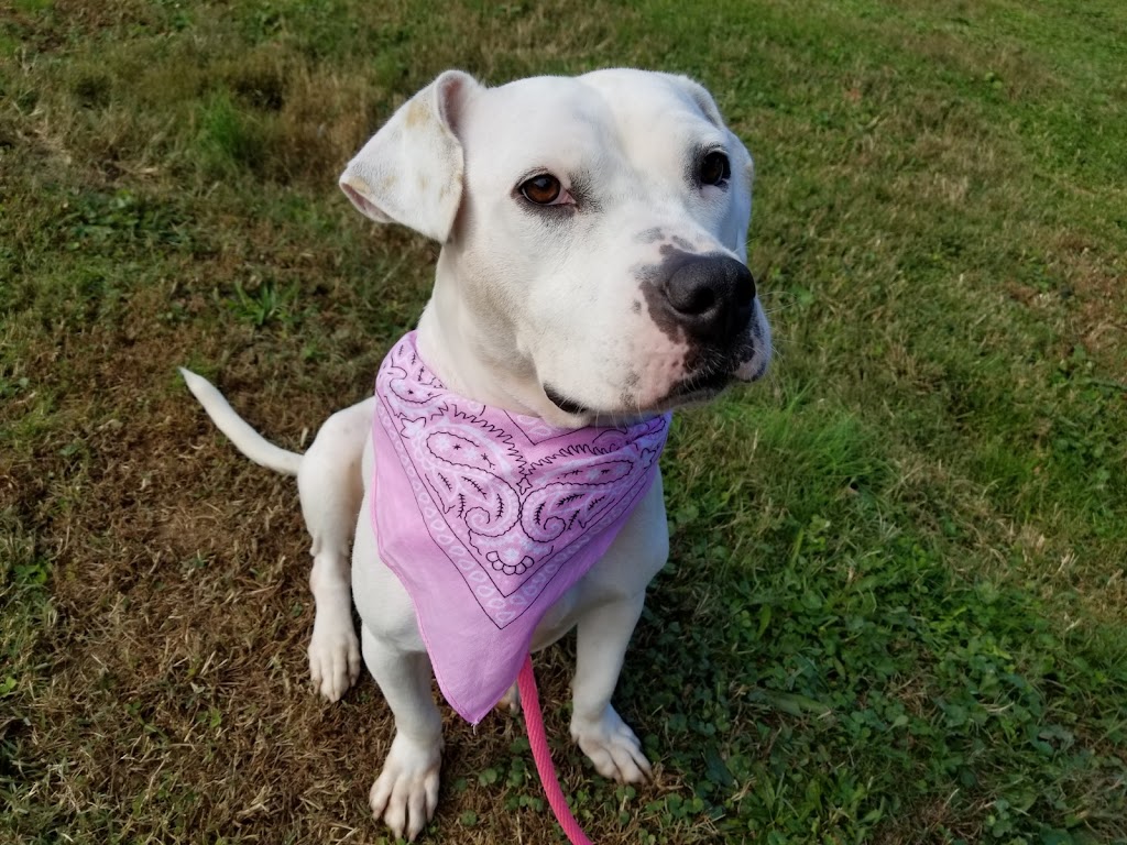 Providence Animal Center | 555 Sandy Bank Rd, Media, PA 19063, USA | Phone: (610) 566-4575