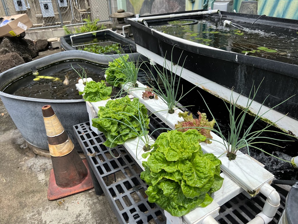 The Aquaponics Place | 41-1515 Lukanela St, Waimanalo, HI 96795, USA | Phone: (808) 259-5797