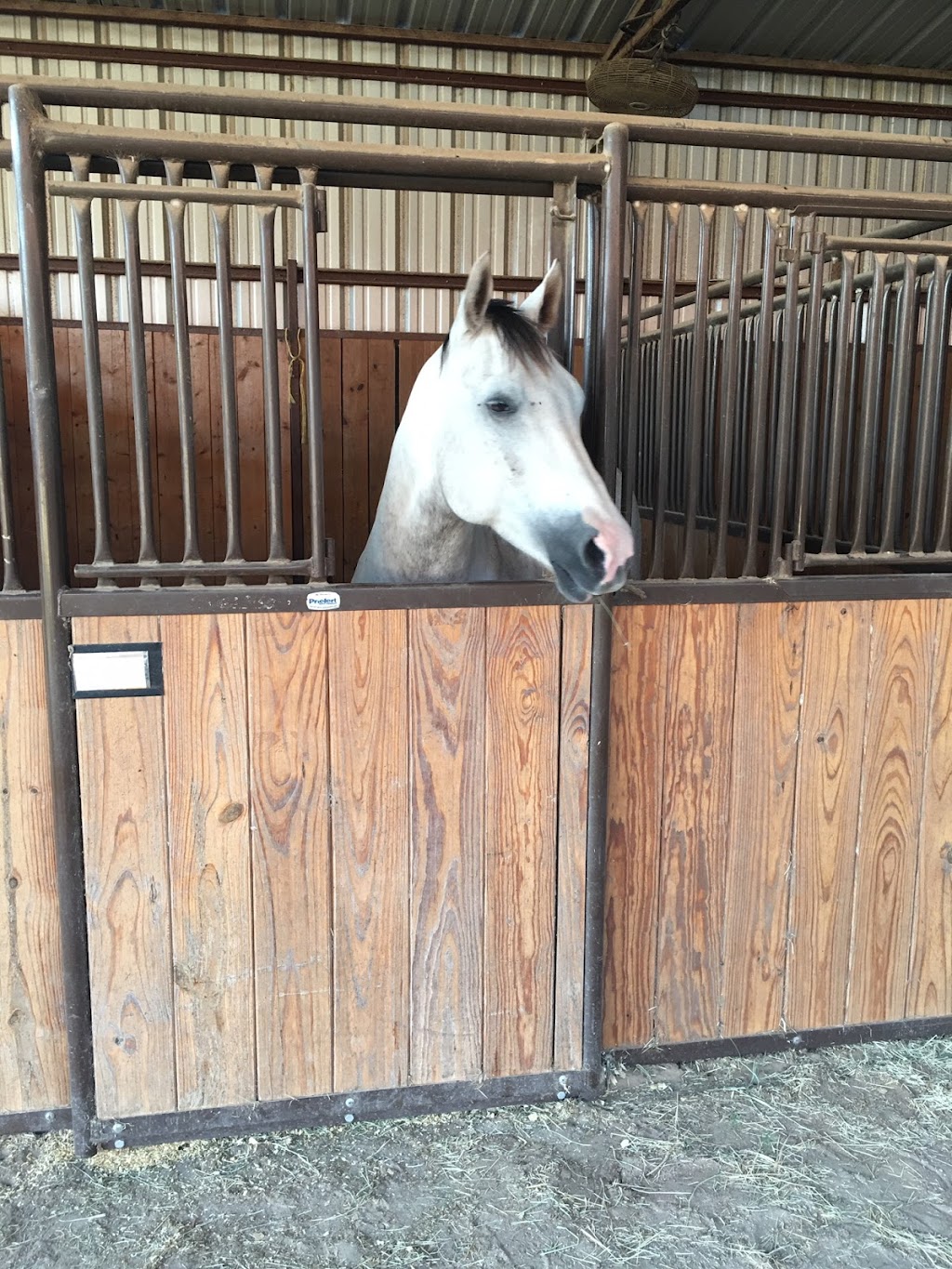 Younger Stables and Arena | 809 Younger Ranch Rd, Azle, TX 76020, USA | Phone: (817) 773-1479