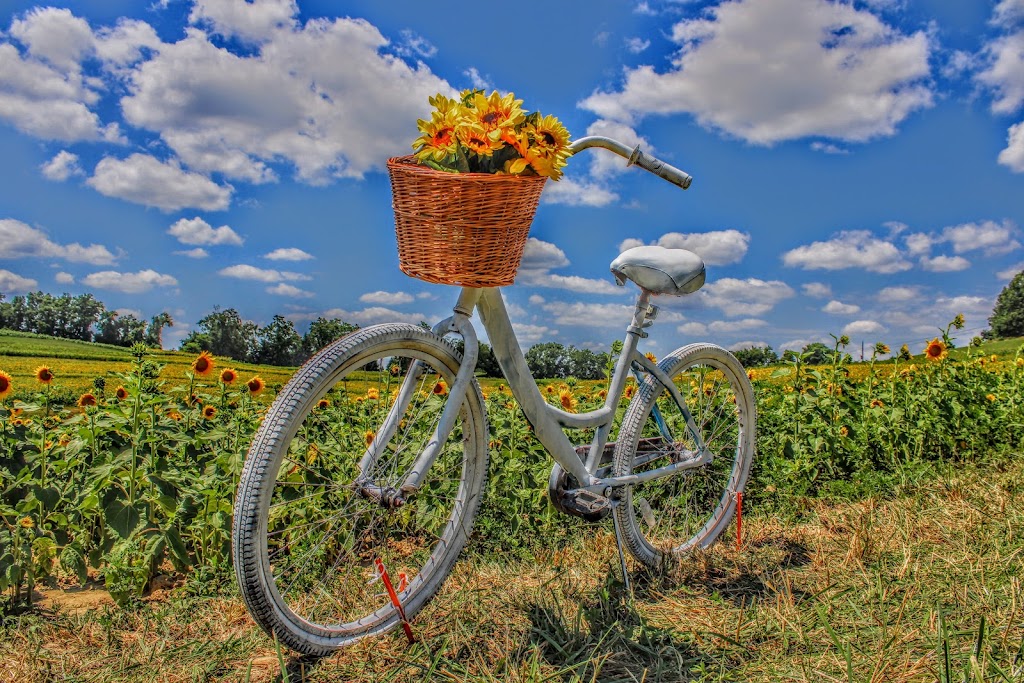 Schwirian Farm Sunflower Fields | 4511 Hollow Rd, Elizabeth, PA 15037, USA | Phone: (412) 445-2257