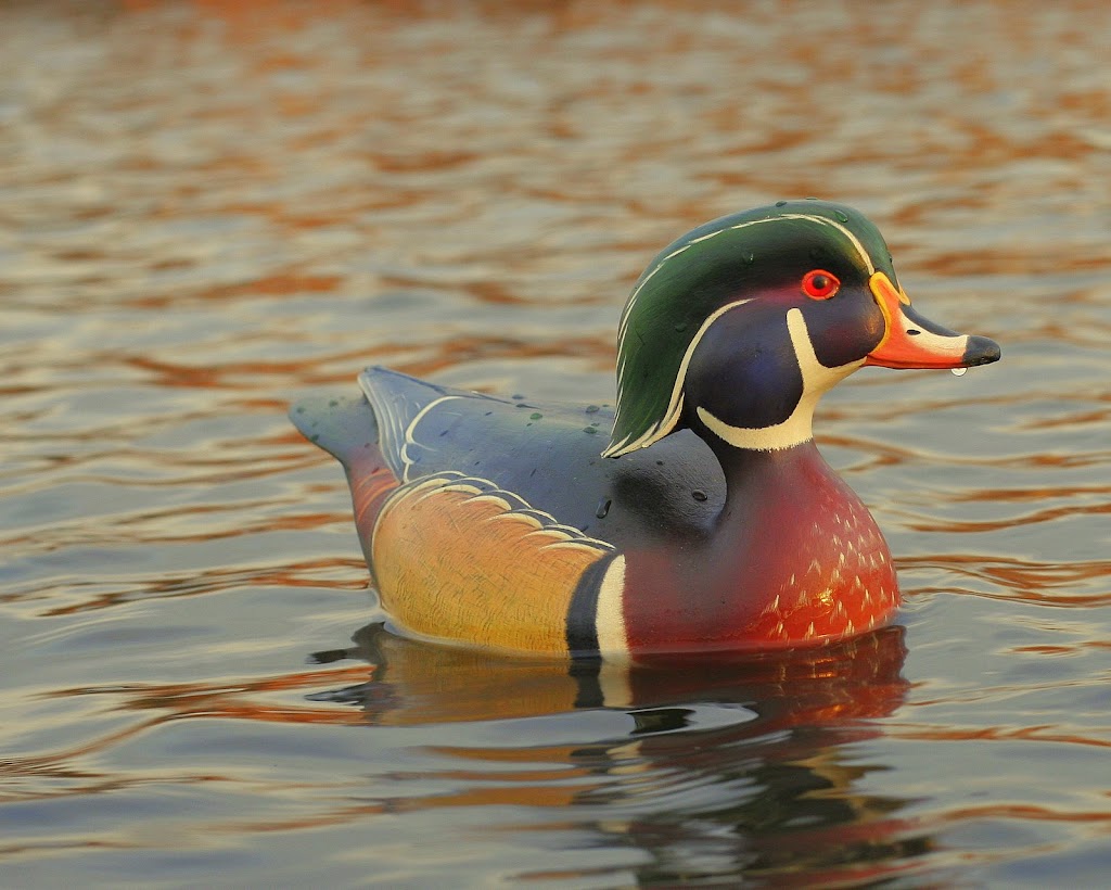 Ben Heinemann Decoys | Cardens Creek Dr, Durham, NC 27712, USA | Phone: (919) 219-3545